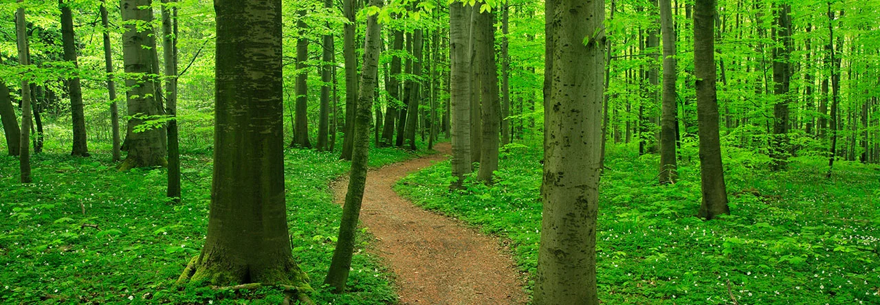 Fran Lewandoski, LCSW  - Building Resilience, Building Life for Adults and Families